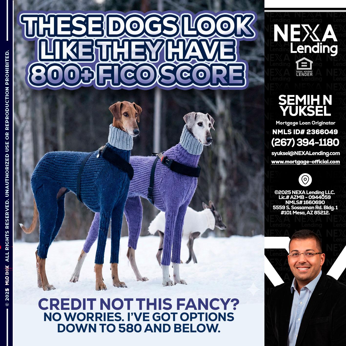 THESE DOGS LOOK - Semih N Yuksel -Loan Officer